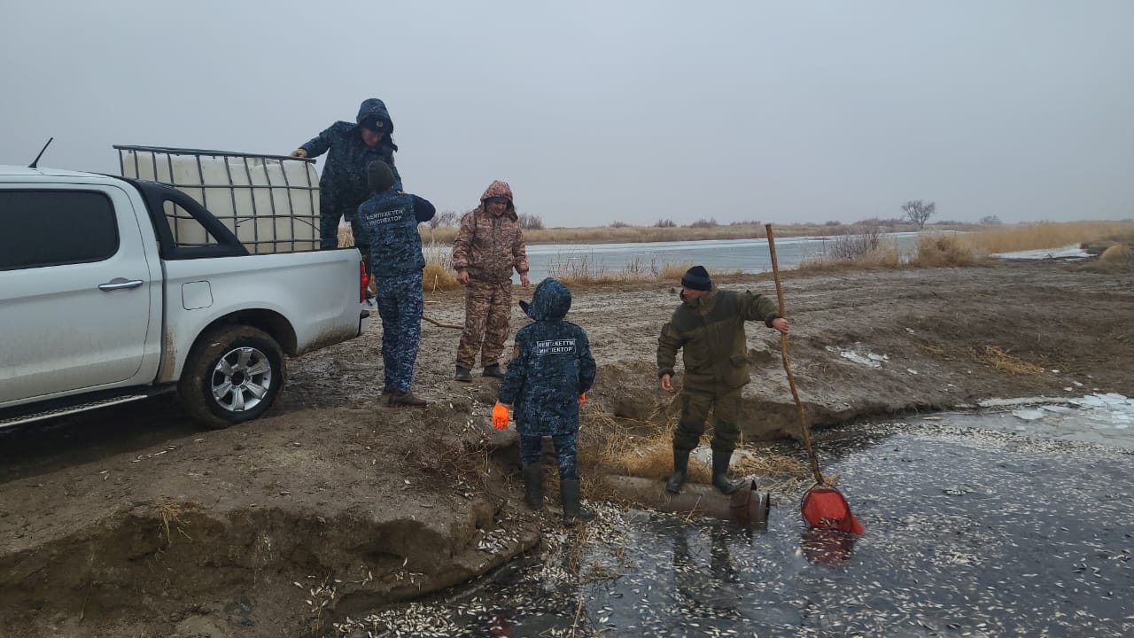 180 тысяч молодых рыб спасены на водоканале Баксай: опасность низкого уровня кислорода.